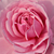 Różowy  - Róże rabatowe floribunda - Fluffy Ruffles